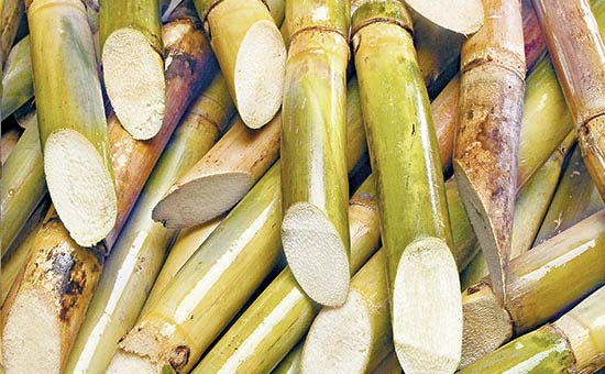 What is sugarcane bagasse and what are its uses